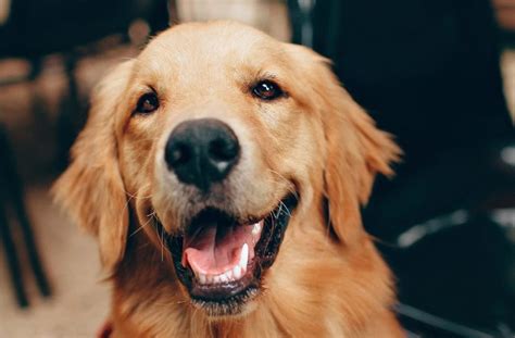 golden retriever boy personality|Golden Retrievers: Whats Good About Em, Whats。